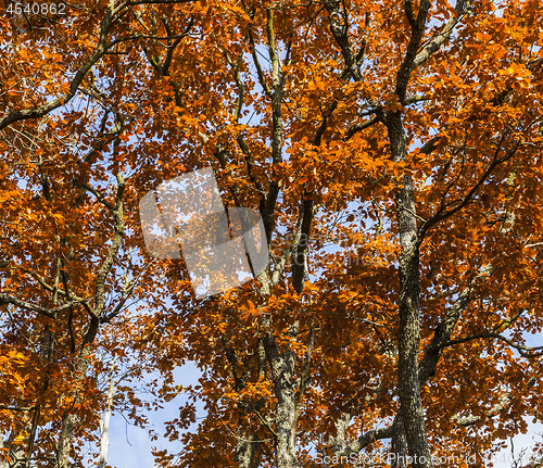 Image of Colors of Autumn