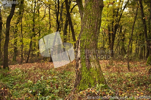 Image of Tree Trunk Closeup