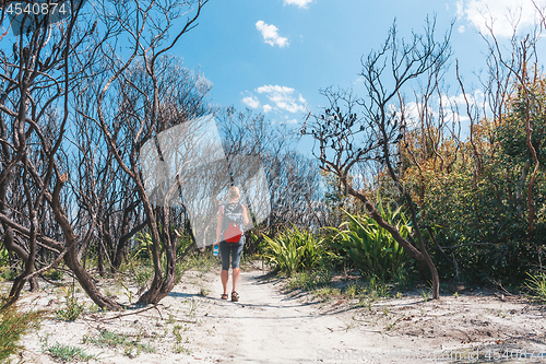 Image of Bushwalker hiking on a sandy trail with scrub burnt by bushfire