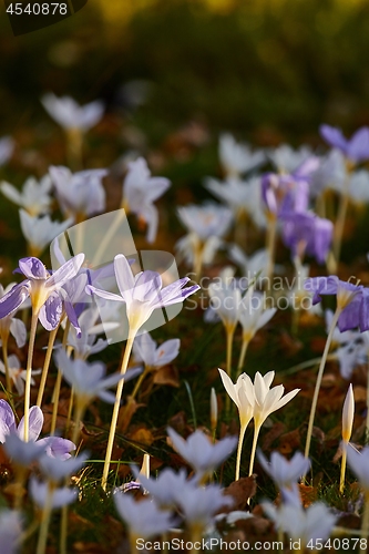 Image of Flowers in breeze