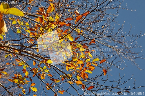 Image of Autumn forest detail