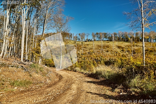 Image of Autumn forest path