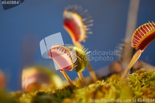 Image of Venus flytrap carnivorous plant