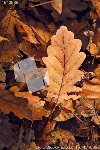 Image of Fallen autumn leaves