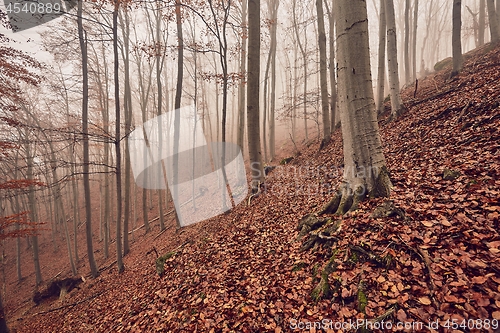 Image of Autumn Forest Fog