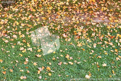 Image of Fallen leaves on grass