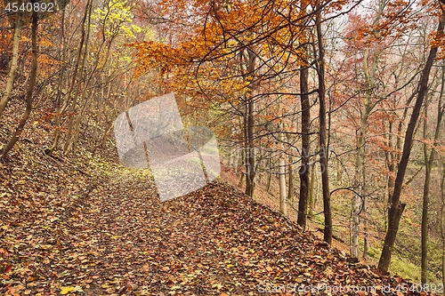 Image of Autumn forest path