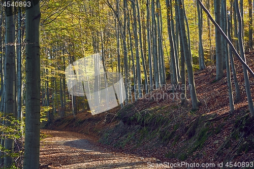 Image of Autumn forest path