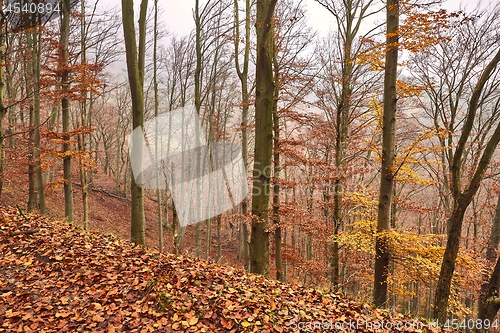 Image of Autumn forest colors