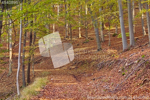 Image of Autumn forest path