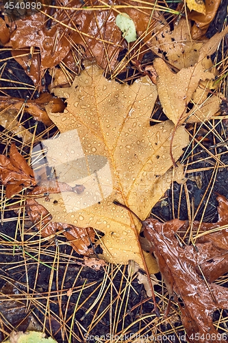 Image of Autumn leaf on ground with raindrops