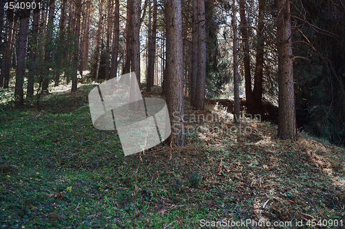 Image of Pines forest in California, USA