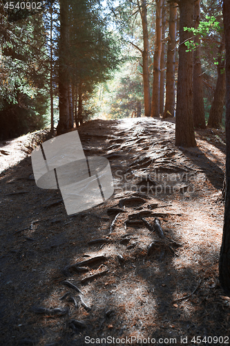 Image of Mountain forest with pine trees