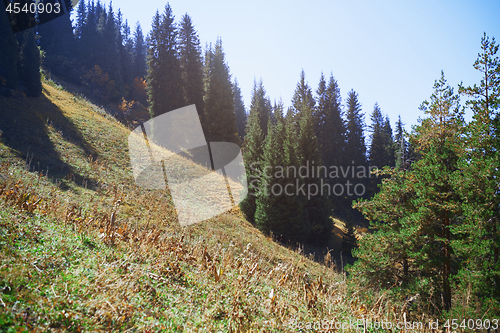 Image of Pine woods in mountain forest