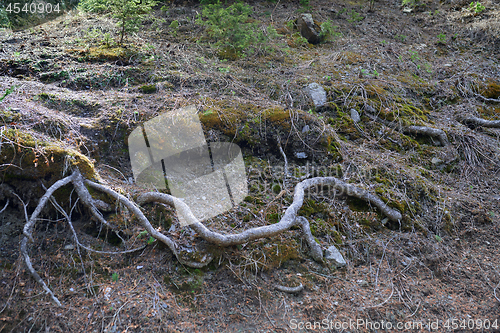 Image of Roots of the old tree in deep forest