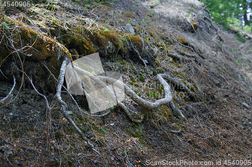 Image of Roots of the old tree in deep forest