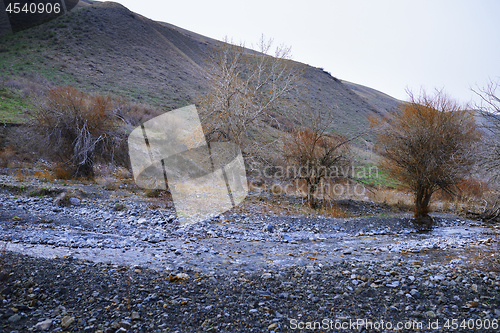 Image of Dried trees at rocky place