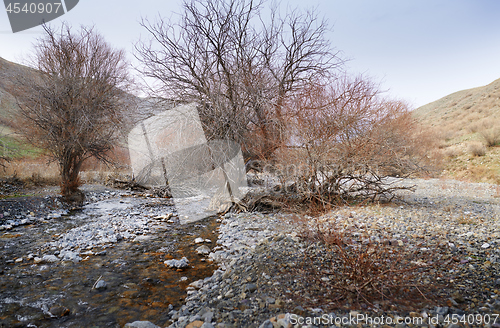 Image of Dried trees at rocky place