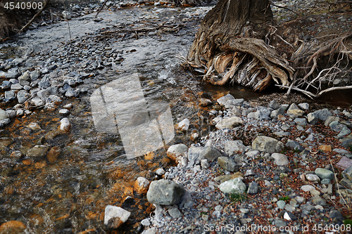Image of River bed with rocky stones and old tree