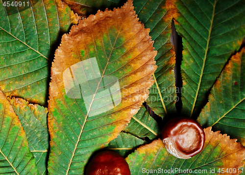 Image of Chestnuts on the leaf. Close-up