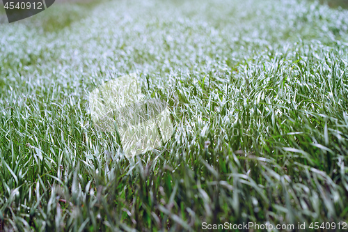 Image of Pattern of the field grass 