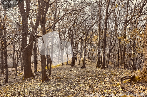 Image of Autumn mountain trail, fallen leaves