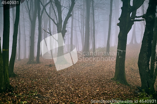 Image of Autumn forest mist