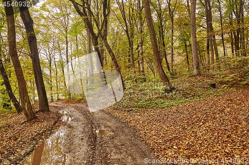 Image of Autumn forest path between trees