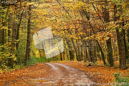 Image of Autumn forest path between trees