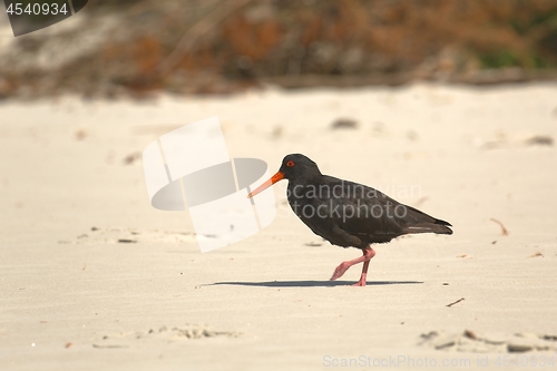 Image of Variable oystercatcher on the shore