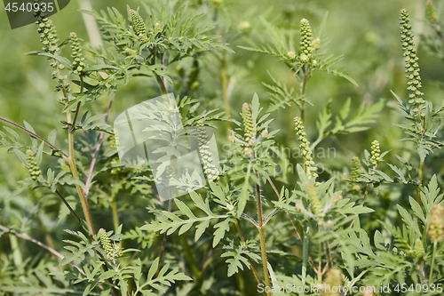 Image of Ragweed closeup, common allergy plant