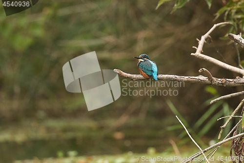 Image of Common Kingfisher in wetland forest