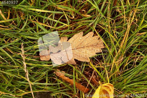 Image of Autumn leaf on ground with raindrops