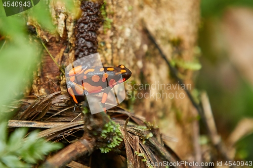 Image of Harlequin Poison Dart Frog