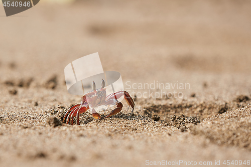 Image of Ghost crab in the sand