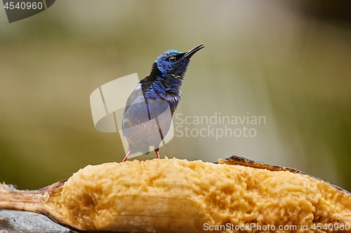 Image of Small tropical bird in a rainforest, red-legged honeycreeper