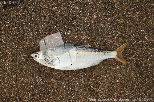 Image of Dead fish on shore
