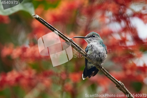 Image of Colibri feeding from flower in a rainforest