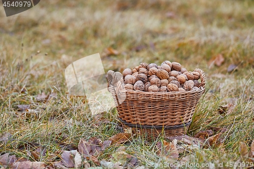 Image of Walnuts in a basket