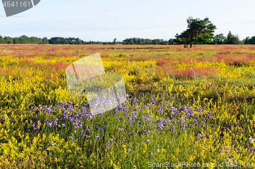 Image of Beautiful colors by summertime in a swedish nature reserve