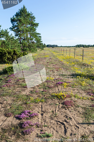 Image of Colorful footpath with blossom flowers in purple and yellow colo