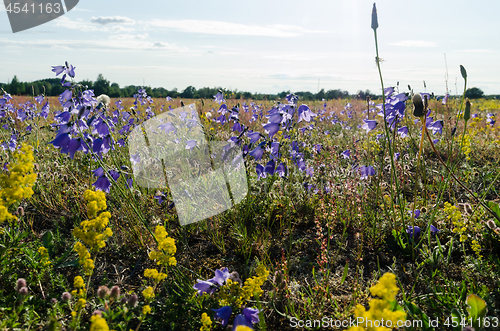 Image of Beautiful Bluebell flowers close up in a summer field