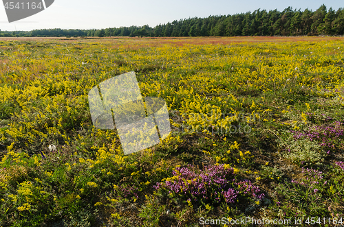 Image of Blossom field in yellow and purple colors