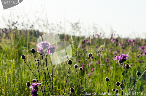 Image of Beautiful blosson purple Scabiosa flowers among green grass