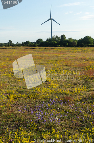 Image of Blossom yellow field with a windmill in the background