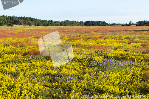 Image of Beautiful yellow, blue and red colors in a blossom field by summ