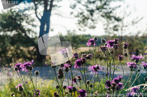 Image of Beautiful sunlit purple Scabiosa flowers by roadside