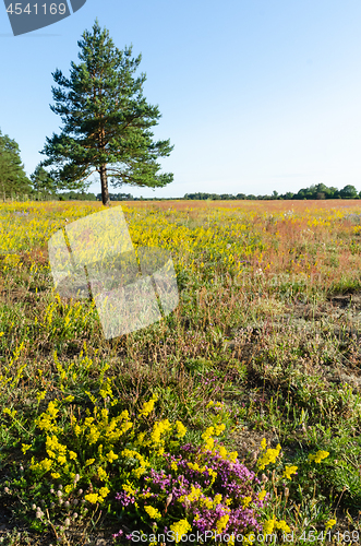 Image of Summer colors in a yellow and purple field at the island Oland i