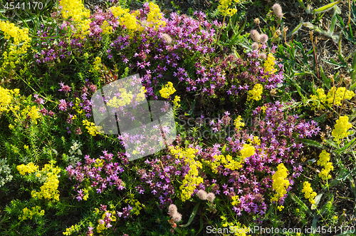 Image of Yellow and purple flowers close up