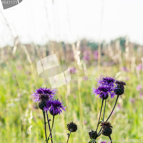 Image of Blossom Scabiosa flowers in a bright sunlit field